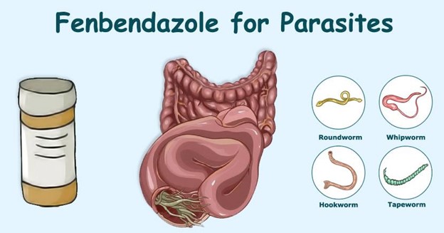 fenbendazole for human parasites