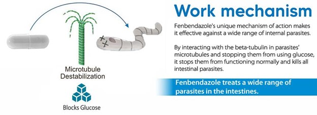 fenbendazole for parasites