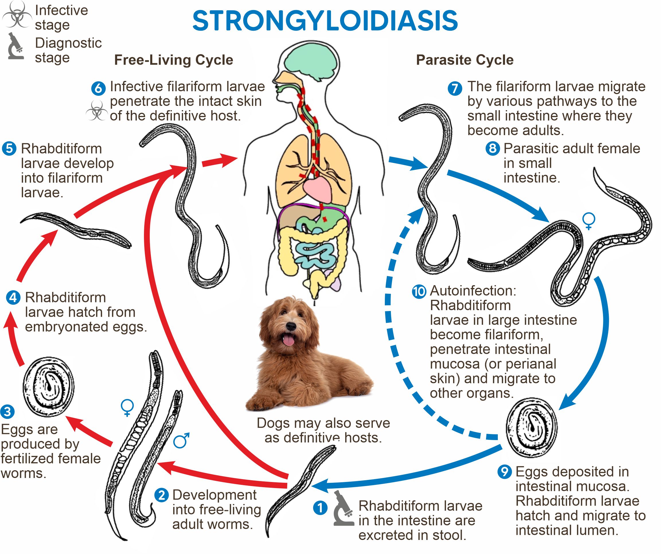 strongyloidiasis fenbendazole parasites