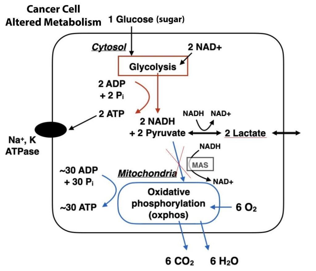 cancer cell metabolism