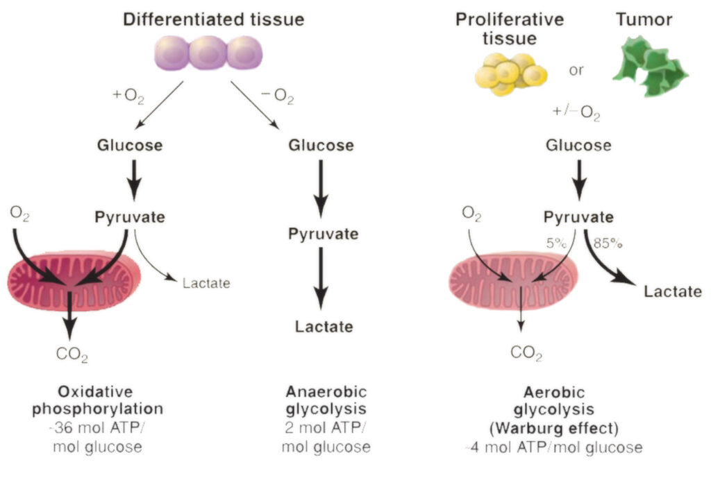 cancer energy structure