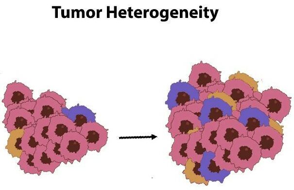 tumor heterogeneity 2dg