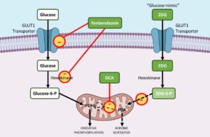 Mehr über den Artikel erfahren Krebs: Ein uraltes Problem, auf das es im 21. Jahrhundert eine Antwort gibt