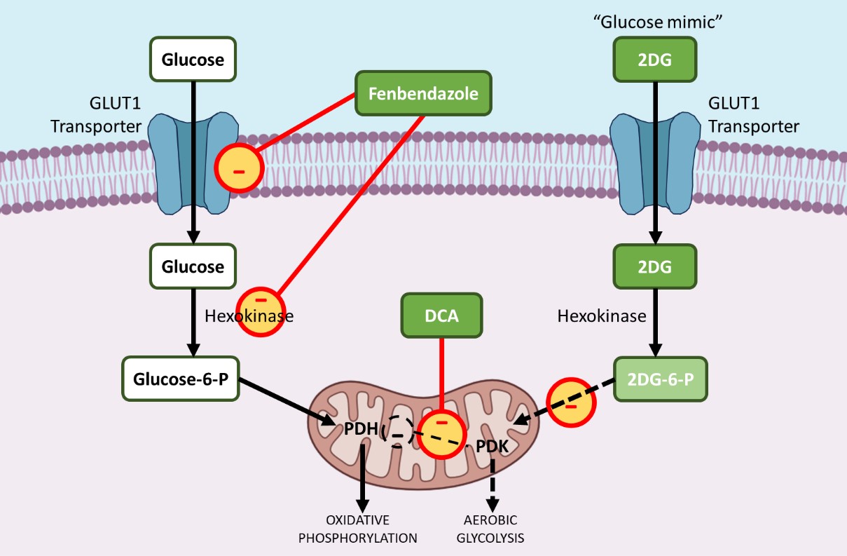 Read more about the article Cancer: An age-old problem now with a 21st century answer