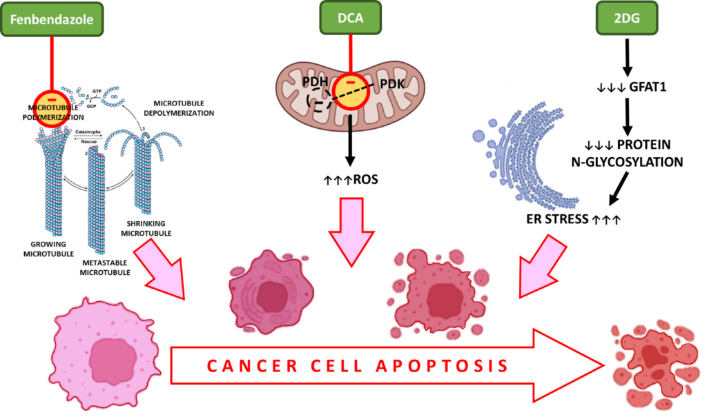 cancer cell apoptosis