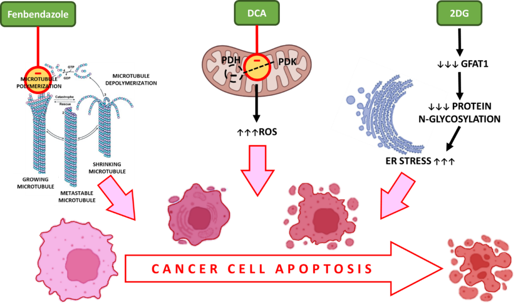 cancer cell apoptosis
