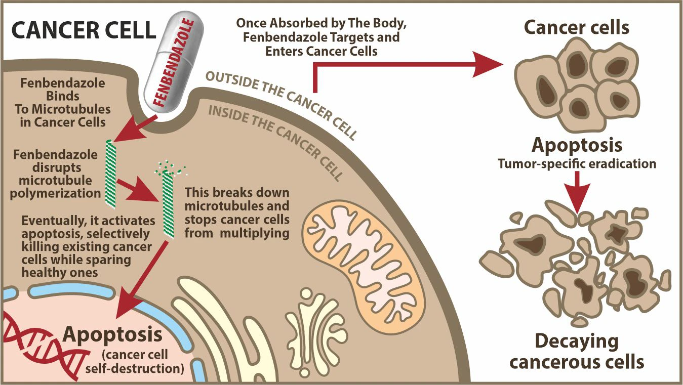 Afbeelding laat zien hoe fenbendazol werkt door kankercellen binnen te dringen.